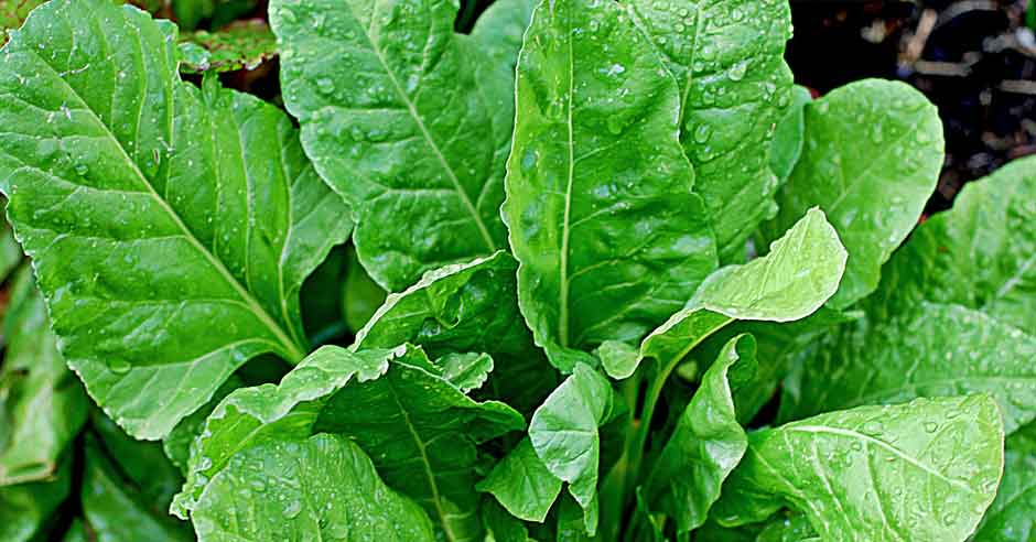 World Obesity Day - 2017: 10 Foods to help prevent Obesity
